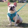 arnés de tamaño pequeño con correa perro azul