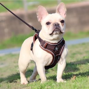 arnés de tamaño pequeño con correa perro marrón