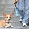 botella-de-agua-para-perros-paseo
