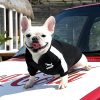 chaqueta-para-perro-poma-negro-coca-coche