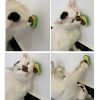 hierba-gatera-de-aguacate-para-gato-pared