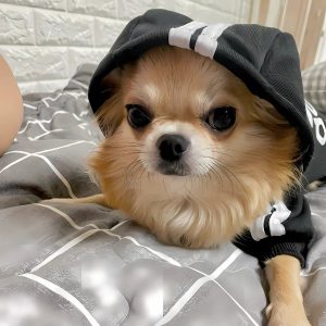 sudadera de perro adidog pequiño