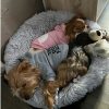 sudadera para perro gris rosa