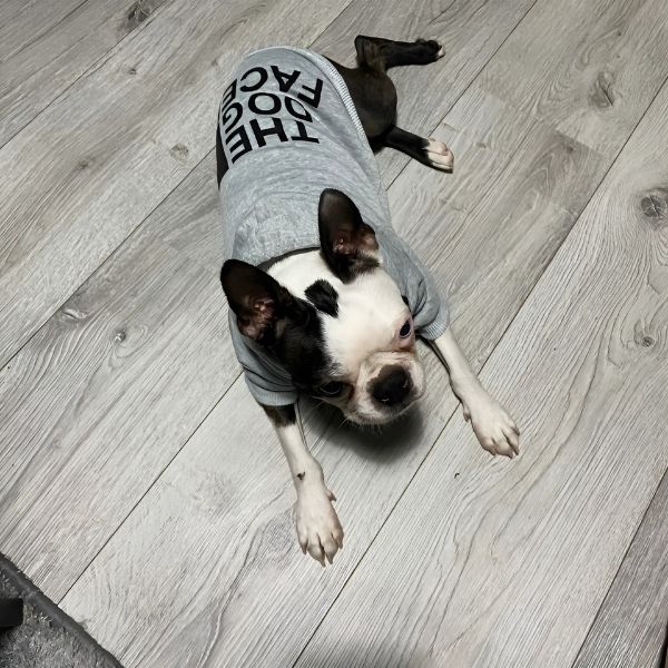 sudadera para perro textile