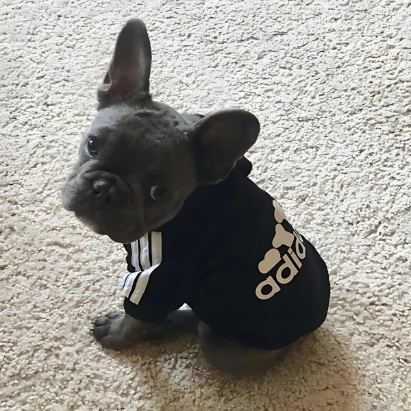 sudadera para perro