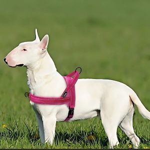 Arnés de entrenamiento para perros grande