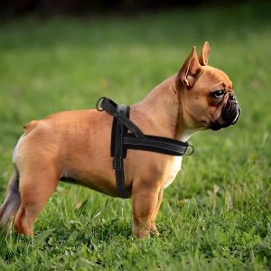 Arnés de entrenamiento para perros pequeño