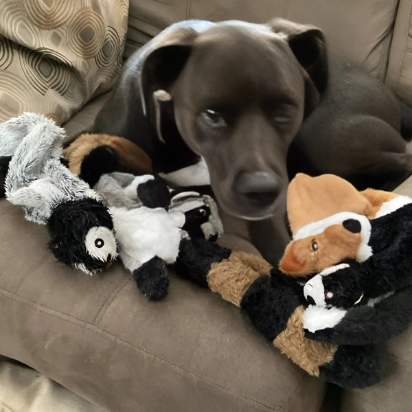 Juguetes-de-peluche-de-animales-sofa