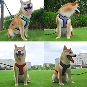 arnés-Aéro-Comfort-para-perro-presentación-perro