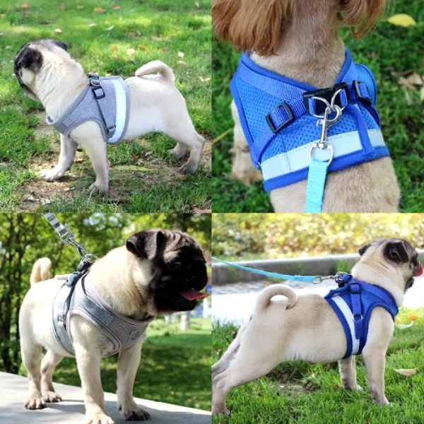 arnés pata para perro