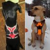 arnés-truelove-para-perro-reflectante-nieve