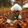 chaqueta impermeable para perro