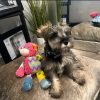 perro-de-peluche-masticable-amigo-cerdo-perrito
