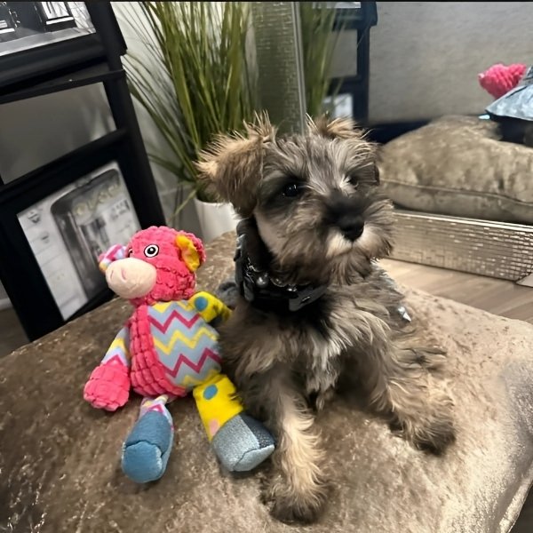 perro-de-peluche-masticable-amigo-cerdo-perrito