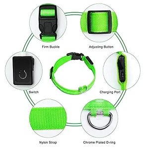 collar luminoso para perro equipo