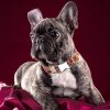 collar mexicano para perro