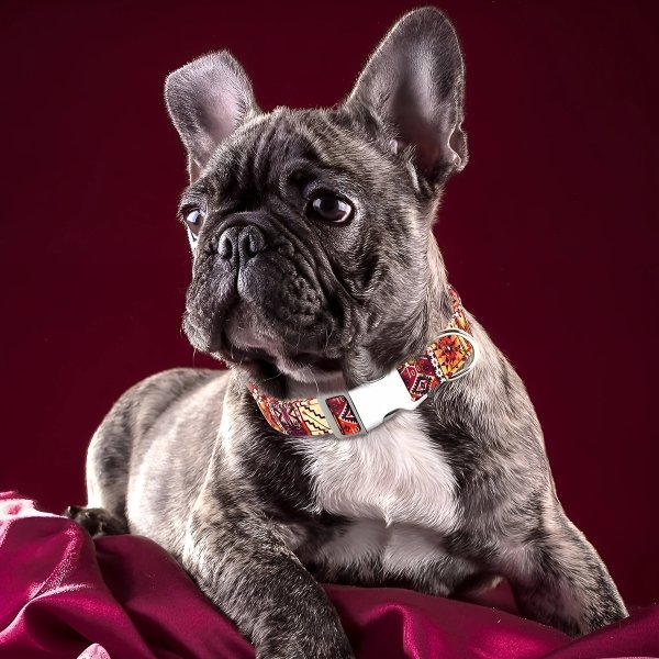 collar mexicano para perro