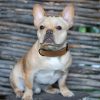 collar-para-perro-cuero-marrón-perro