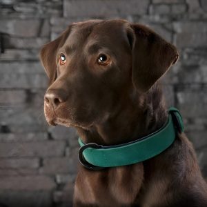 collar-para-perro-cuero-verde-perro