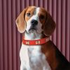 collar de huesos para perro rojo presentación
