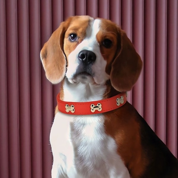 collar de huesos para perro rojo presentación