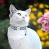 Collar-personalizado-para-gato-con-grabado-presentación-turquesa