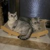 Hamaca-de-Sisal-para-Gatos-grande