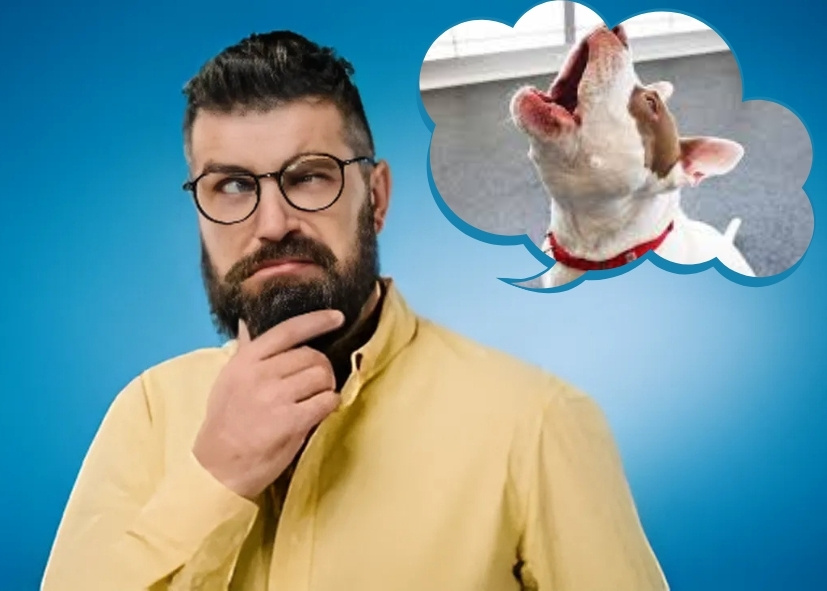 hombre-preguntas-para-perro