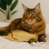 Juguete-carpa-interactivo-para-gatos-presentación