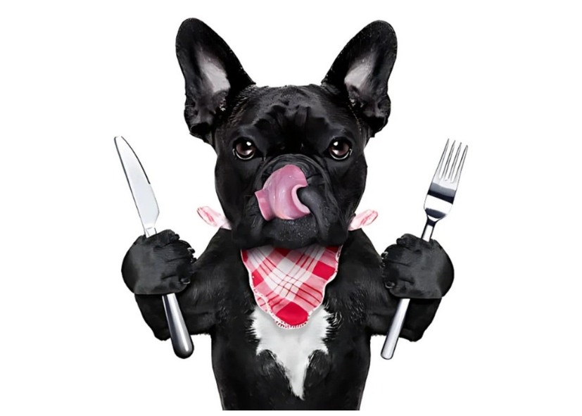 perro-buen-provecho
