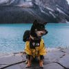 Impermeable Para Perro Ultra Resistente Amarillo-akita
