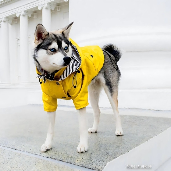 Impermeable-para-perro-amarillo-presentación