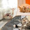 Palo-de-Matatabi-natural-para-gato-tres-gatos