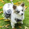 Porta-Bolsas-gris-para-Popó-de-Perro-arbol