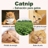 catnip-natural-para-gatos-energia