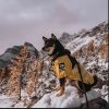 impermeable-para-perro-ultra-resistente-amarillo-montaña