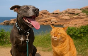 perro y gato con golpe de calor en paseo