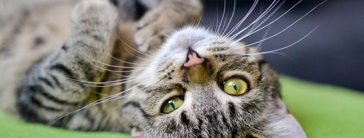 gato atigrado acostado boca arriba mirando a la cámara con ojos verdes brillantes