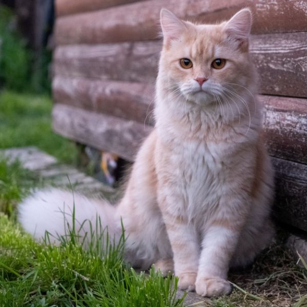 gato peludo color crema sentado en el jardín junto a una cabaña de madera