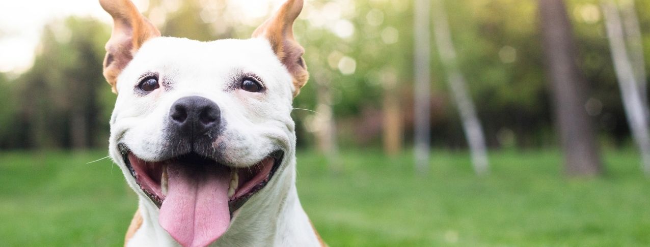 perro feliz con la lengua afuera sonriendo mientras descansa en el pasto del parque